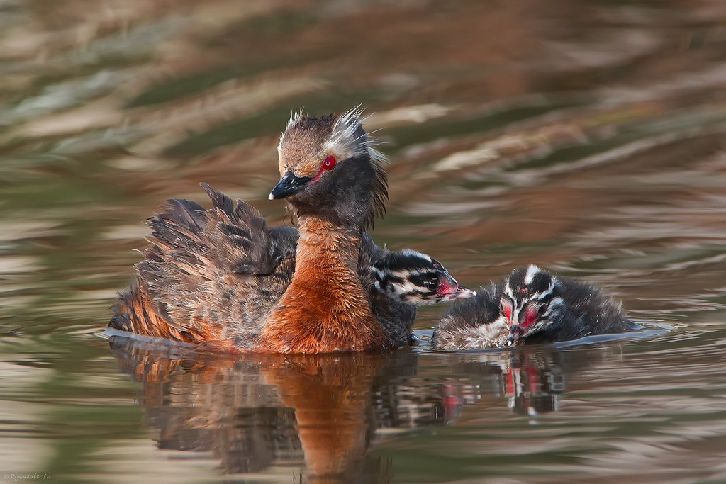 Horned Grebe and Chick | SW Edmonton, AB, Canada Thanks to G… | Flickr