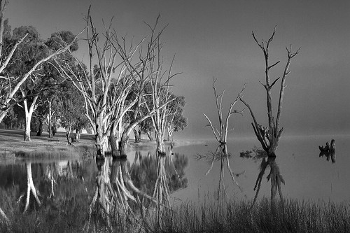 trees winter blackandwhite bw lake water fog canon reflections landscape australia monotone nsw 7d waterscape lakealbert waggawagga copyrightscorpssting abcopen:project=winter