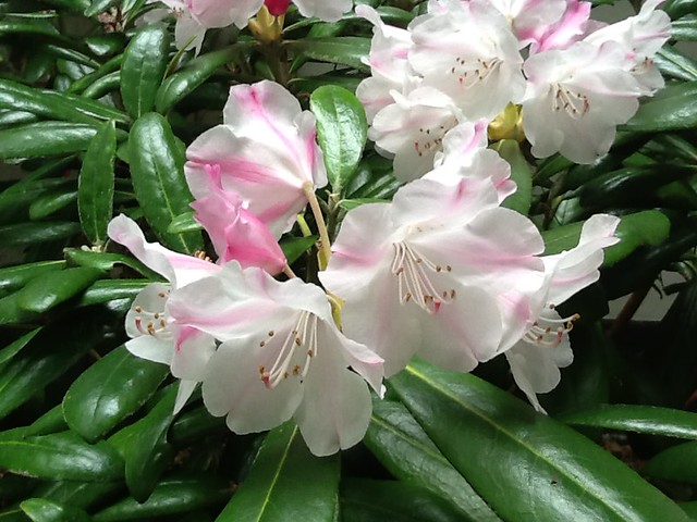 Pinkish white flowers at the Japanese Tea Garden