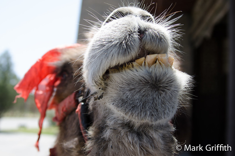 Looking a Camel in the Mouth