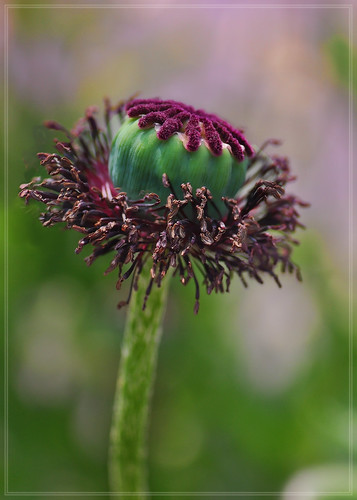 Poppy seedhead | by Magic_moments.