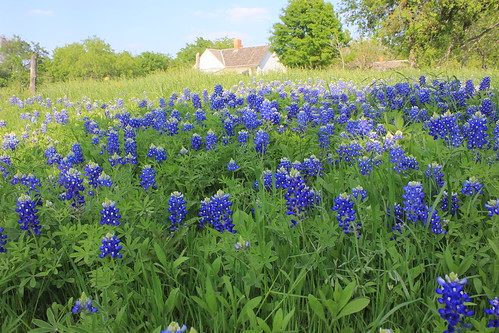 statepark flower texas bluebonnet cedarhill stateflower dallascounty