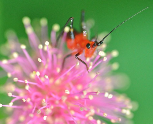 singapore bushcricket parkconnector thegalaxy colorphotoaward mimosaflowers mygearandme conocephalusmelanus