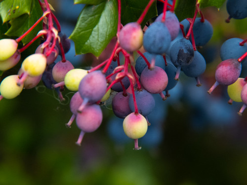 Ripening berberis berries