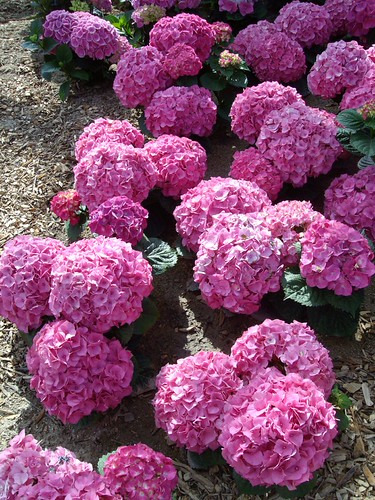 Hydrangeas | by Laurette Victoria