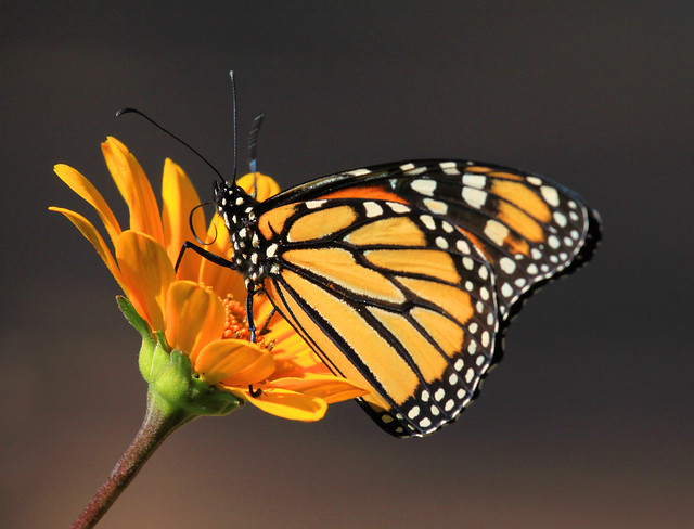 Butterflies are Self Propelled Flowers