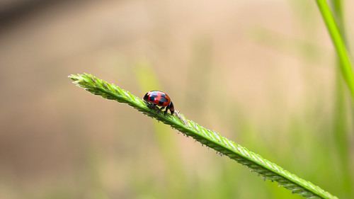 india insects kerala bugs ladybug