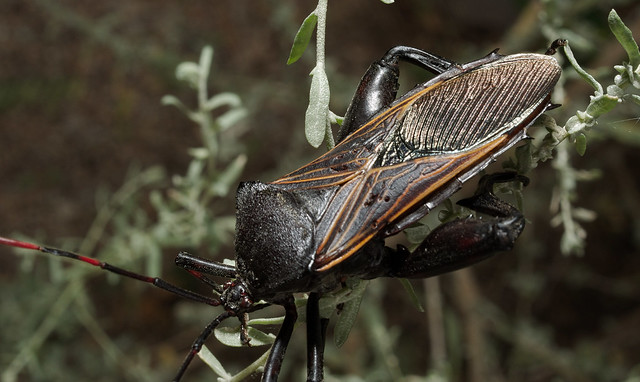 Giant mesquite bug, Tucson Botanical Gardens