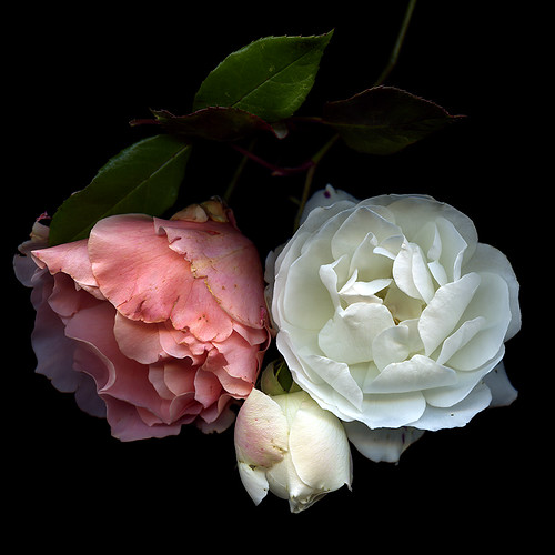 LAST OF THE GARDEN ROSES...imperfection...less boring... by magda indigo