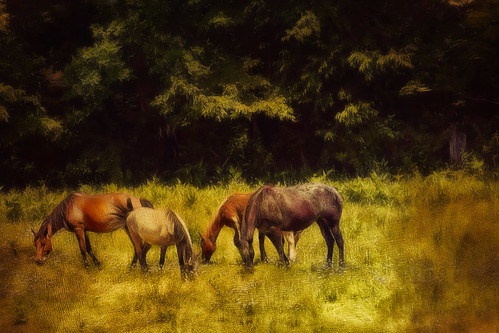 Four Horses in a Meadow by dbnunley