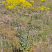 Flickr photo 'Isatis tinctoria L. tinctoria  / hierba pastel' by: chemazgz.