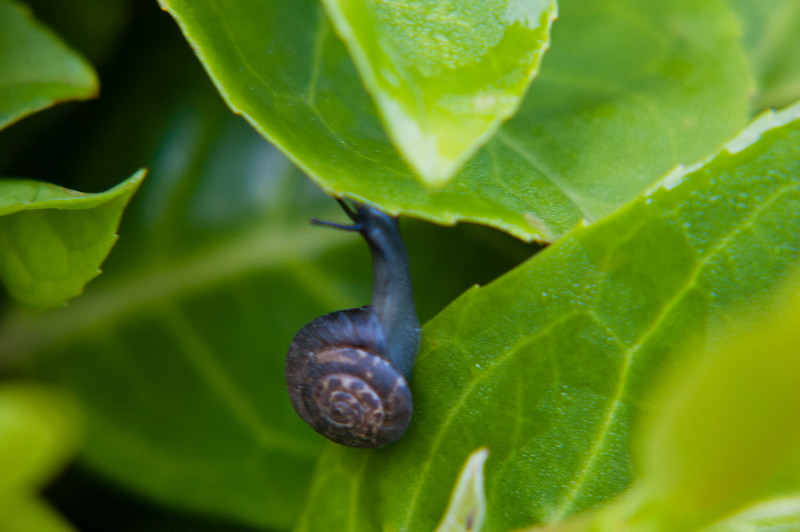 Tiny snail