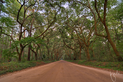road sc landscape oaks botanybay edistoisland tonten