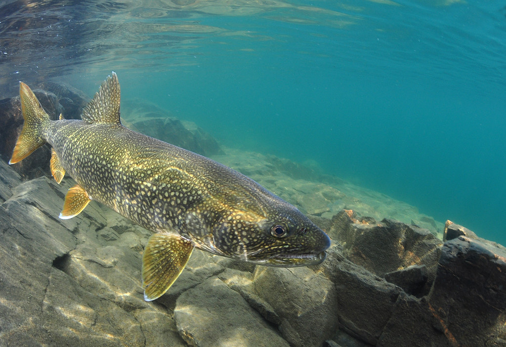 Shallow Water Predator, A large Lake trout swims by cautiou…