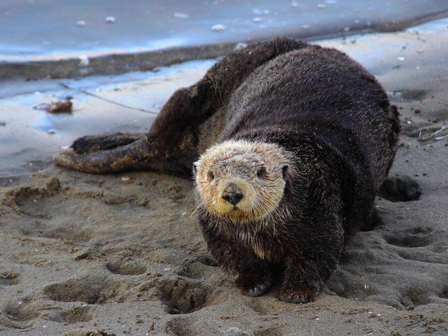 IMG_0200 Sea Otter, Moss Landing, CA