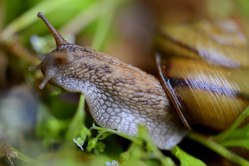 snail by slowhand7530