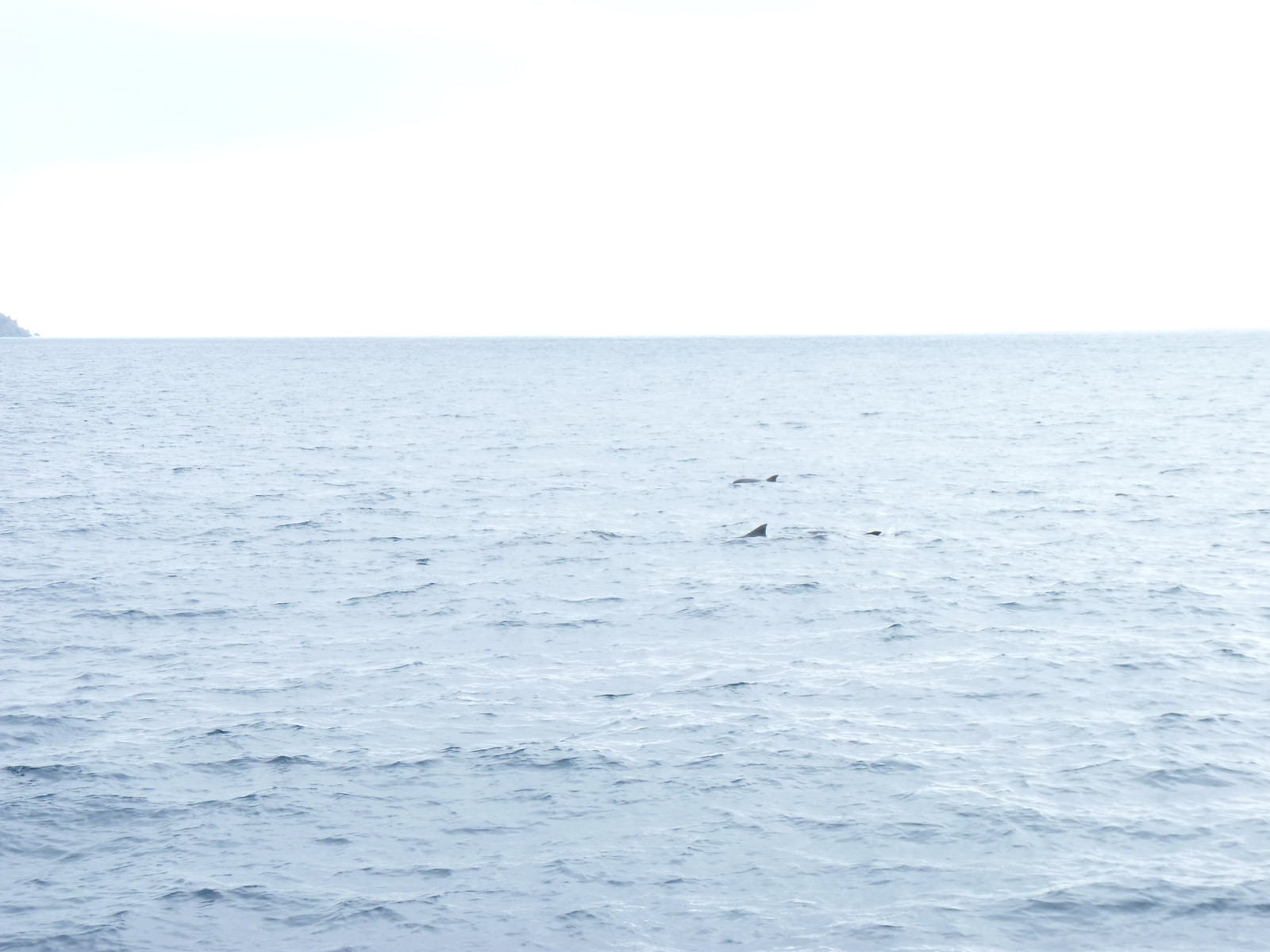 30. 小虎鯨