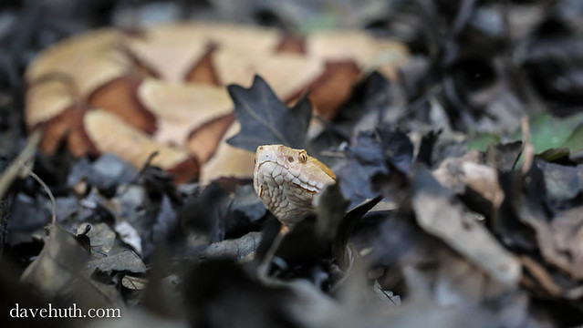 Southern Copperhead (Agkistrodon contortrix) - emerging from leaves