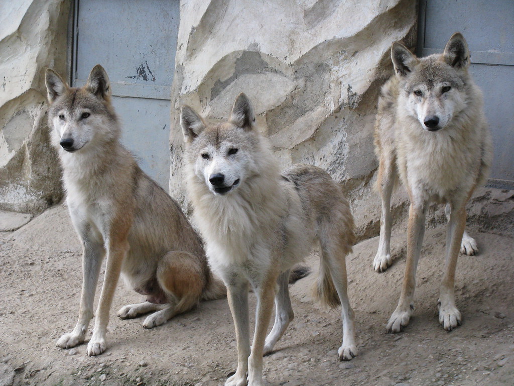 Himalayan Zoo Darjeeling A Trio Of Tibetan Wolf In Darjee Flickr Of Tibetan Wolf