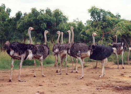 Ostrich Farm