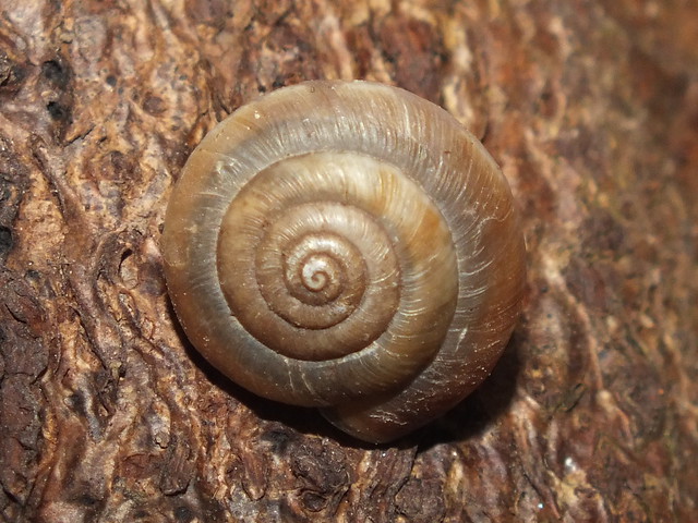 Strawberry snail (Trochulus striolatus)