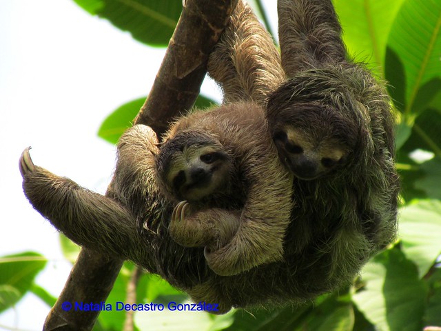 Three toed Sloth with baby/ Perezoso de tres uñas con cría