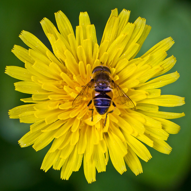 hoverfly #3
