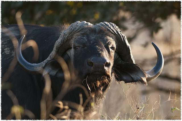 Cape Buffalo - close up (Syncerus caffer) - best viewed 