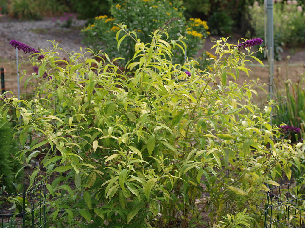 Evil Ways Butterfly Bush S/H 50+ Seeds Lime Green Leaves comb Easy to grow 