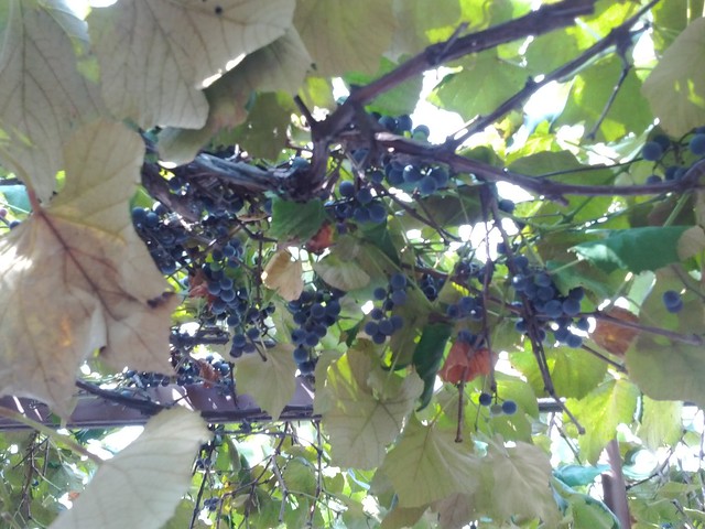 More grapes!