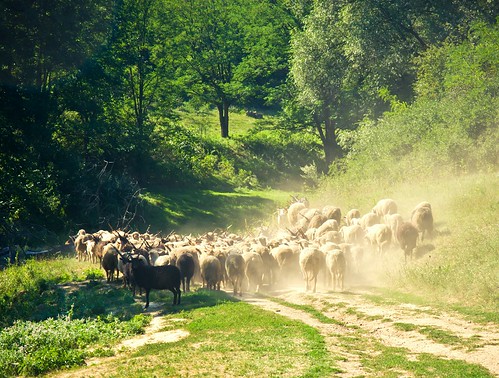 sheep lamb nógrád palóc kisecset palócföld görbeország nogradhungary