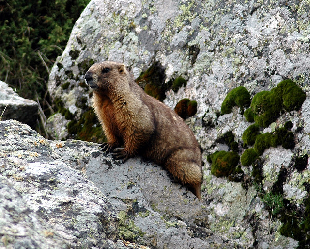 Grey Marmot, Ile-Alatau, Kazakhstan