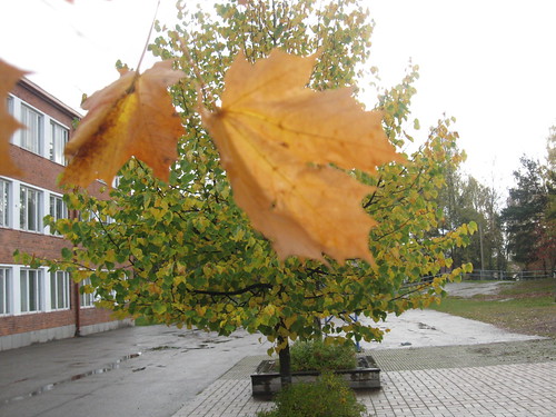 MITTAKAAVAHÄMÄYS eli "auton kokoinen omena" I | by DominicEgro