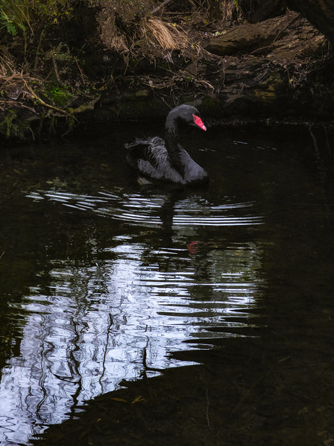 The Black Swan and White Ripples
