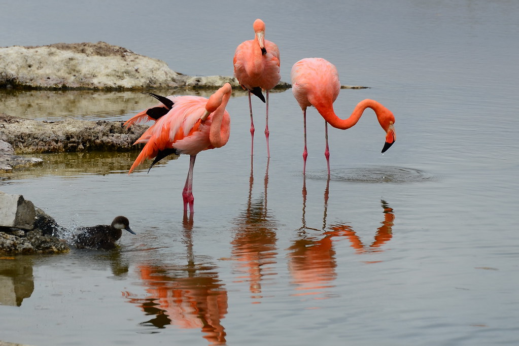Flamingo    - Most Beautiful Birds in the worlds