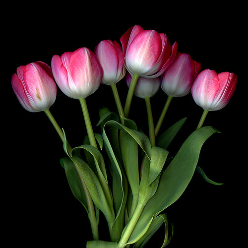 HAPPY FRIDAY… TULIPS | ALL IMAGES ARE BEST seen On Black, yo… | Flickr