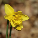 Flower weevil in a Narcissus 'Teale' flower