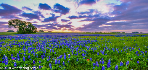 fujixpro2 oldindependencerd texas texaswildflowers washingtoncounty bluebonnet flower indianpaintbrush sunrise wildflower
