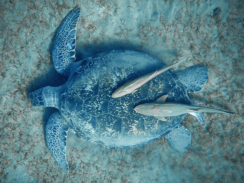 Sea turtle in Abu Dabbab Bay | by Oleg.A