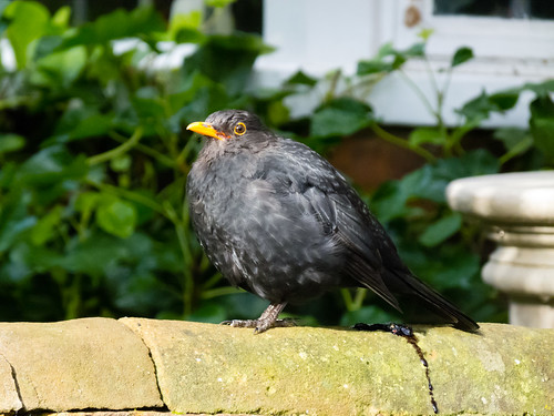 Young blackbird on a wall