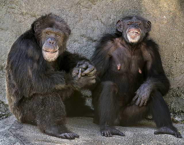 Chimp Family Portrait, Zoo Miami.