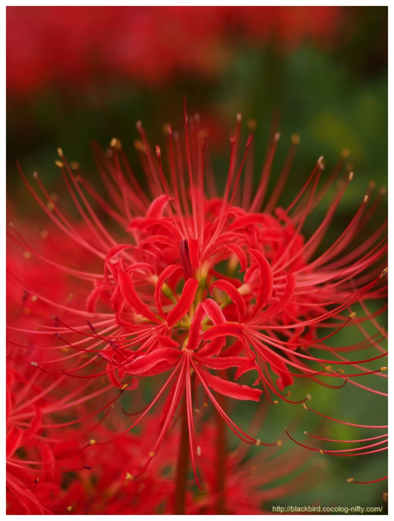 Spider lily 120929 #04 | osanpo | Flickr