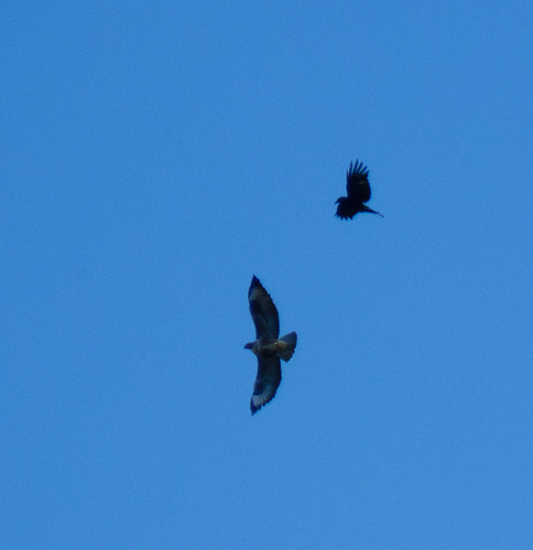 Carrion crow chasing a buzzard away