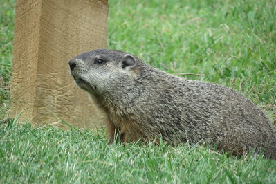photo of a groundhog