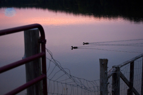 park blue sunset moon photoshop fence ducks apex friday nikond5000 fencedfriday dougmall