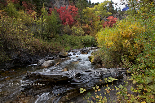 autumn usa creek stream unitedstates fallcolors idaho swanvalley redmaple autumncolor mountainmaple palisadescreek yellowcottonwood irwinidaho