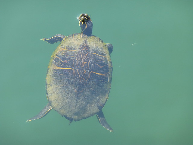 Turtle floating - Lake Defuniak