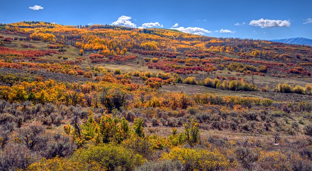 Fall Colors Landscape