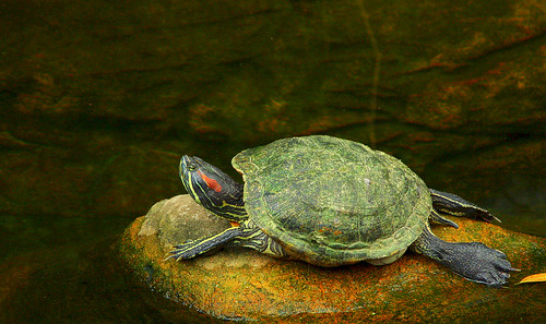 Turtle | by Canon Guy18