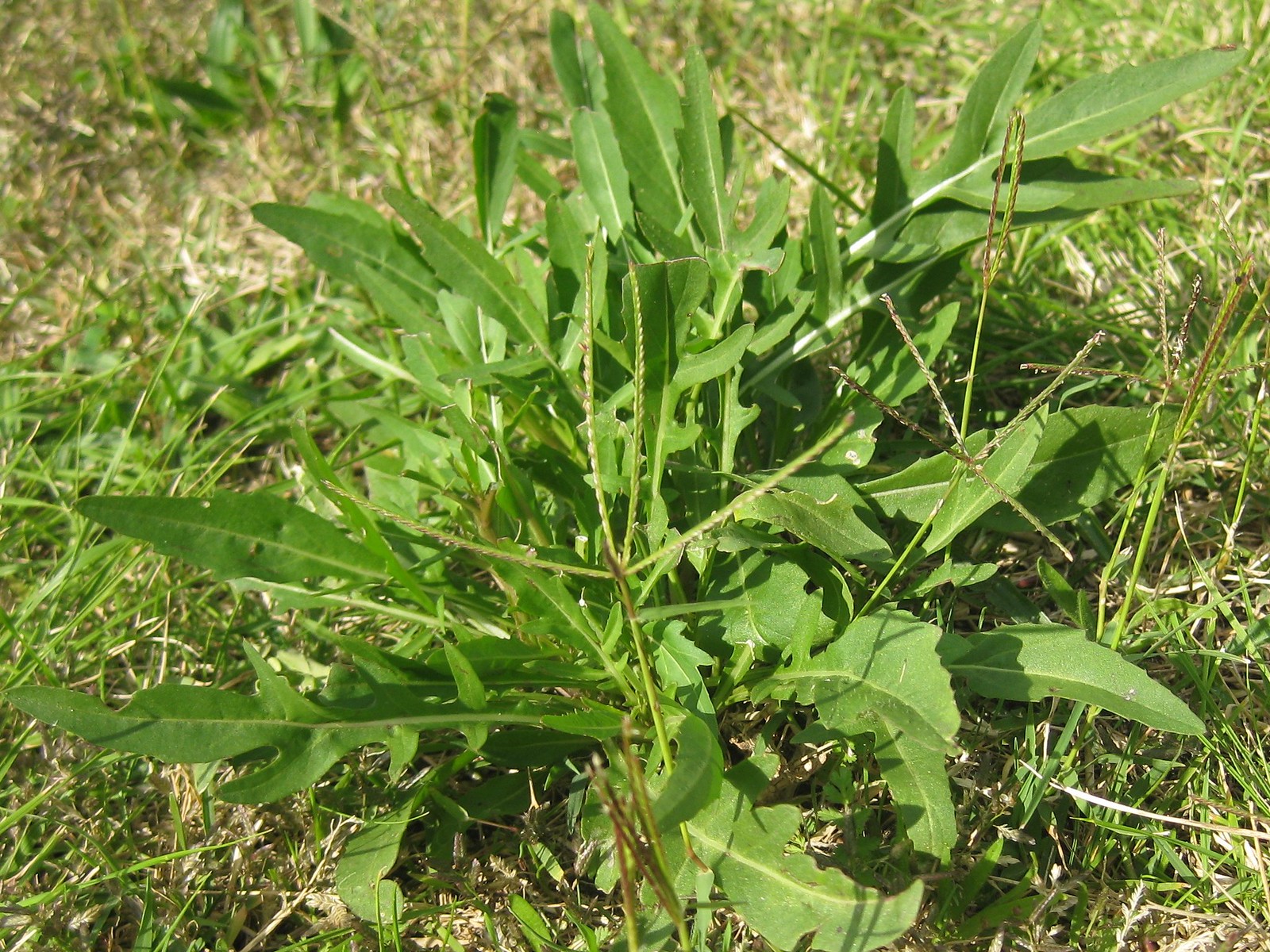 wild rocket (Diplotaxis tenuifolia)